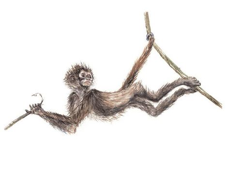 Spider Monkey Drawing, Kingston Tattoo, Bio Project, Monkey Drawing, Jungle Painting, Cute Spider, Monkey Tattoos, Spider Monkey, Animal References