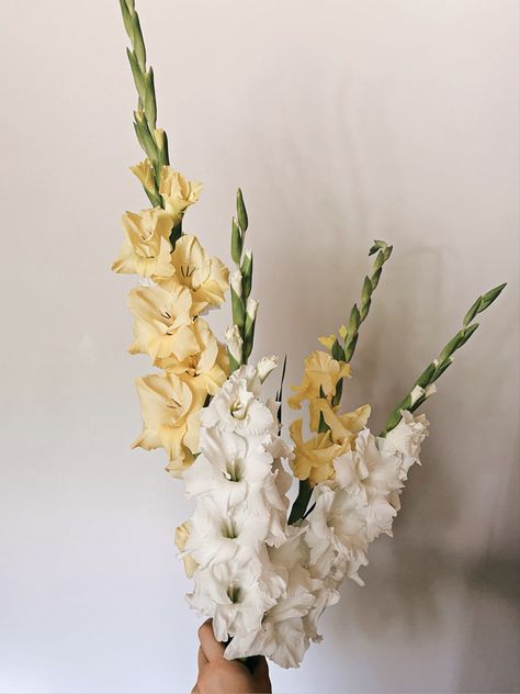 Yellow Gladiolus Flower, Gladiolus Flower Aesthetic, Gladiolas Flower, Gladioli Bouquet, Gladiolus Flower Arrangements, Gladiola Flower, Gladiolus Bouquet, Icelandic Poppies, Gladiolus Flower