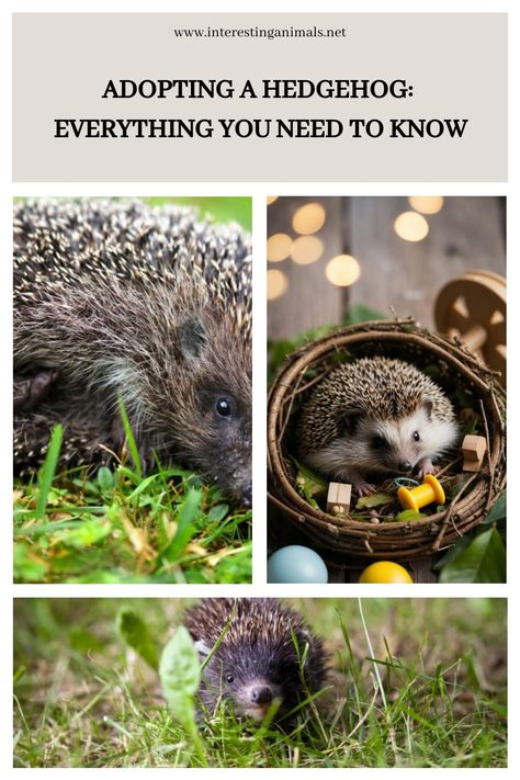 Discover all the essential information about hedgehog adoption. From care tips to legal requirements, learn everything you need to know. #HedgehogAdoption Hedgehog Habitat, Bubble Tip Anemone, Hedgehog Care, Pet Hedgehog, Hedgehog Cage, Swimming Safety, Hedgehog Pet, A Hedgehog, Marine Aquarium