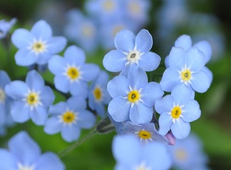 Boarder Plants, Forget Me Knots, Spring Scenes, Forget Me Not Seeds, Forget Me Not Blue, Garden Picture, Garden Tags, Beauty Flowers, Favourite Flowers