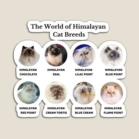 Himalayan Cats, Cat Personalities, Himalayan Cat, Long Haired Cats, Cat Names, Pretty Photos, Cat Colors, Himalayan, Cat Breeds