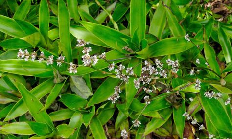 Callisia Fragrans: The Beautiful Basket Plant - Epic Gardening