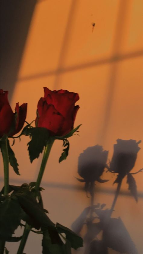 roses sunset golden hour shadow Golden Hour Shadow, Golden Hour, Red Roses, Roses, Wall, Red