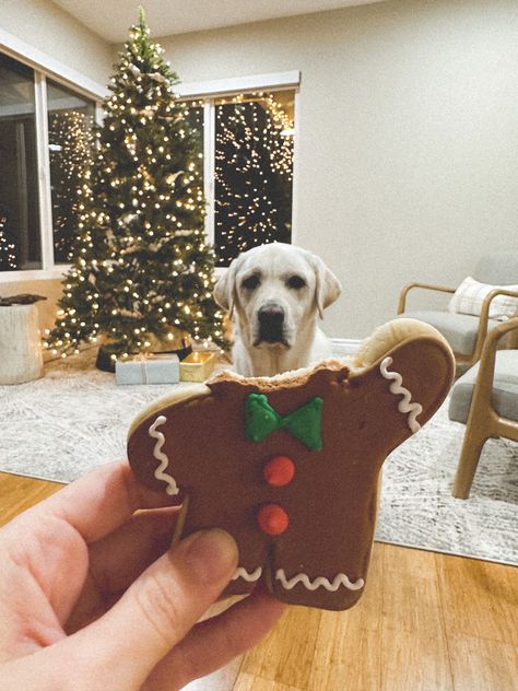 Christmas picture to take with your dog. Simple ane cute. Dog gingerbread man Dog Christmas Photoshoot, Holiday Dog Photos, Dog Candy, Dog Christmas Pictures, Photo Backdrop Christmas, Christmas Picture, Holiday Dog, Christmas Photoshoot, Dog Holiday