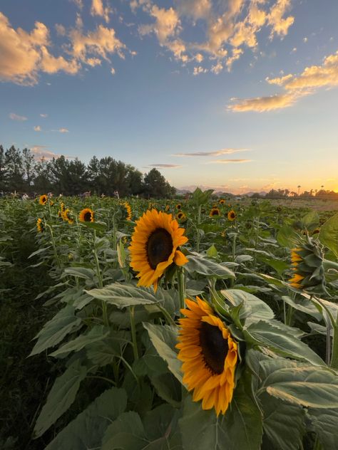 #sunflower #garden #sunset #aesthetic #halloween Fall Sunflower Aesthetic, Sunflower Fall Aesthetic, Sunflower Seeds Aesthetic, Dark Sunflower Aesthetic, Sunflower And Sunshine Aesthetic, Sunflower Garden Aesthetic, Sunflower Season, Sunflower Patch, Sunflower Garden