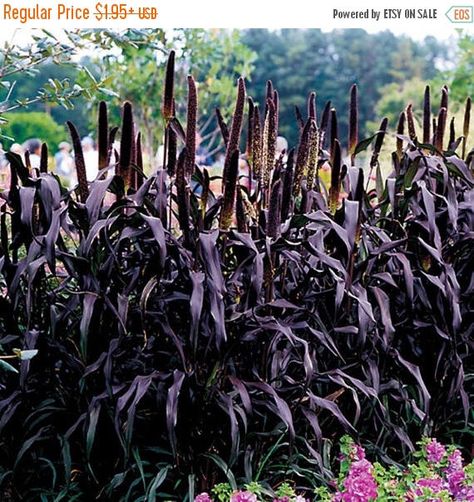 BIG SALE Millet Seeds, Purple Majesty (Pennisetum glaucum) AAS Gold winner 2003. Head-high, dark purple and very handsome. by CaribbeanGarden on Etsy https://www.etsy.com/listing/171591256/big-sale-millet-seeds-purple-majesty Fall Purple, Goth Garden, Fountain Grass, Gothic Garden, Black Garden, Have Inspiration, Fall Plants, Black Flowers, Ornamental Grasses