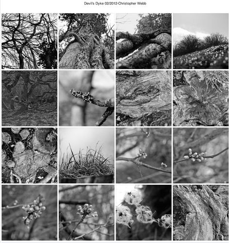 Nature Photography-Typology, by Christopher Webb Typology Photography, Photo Essay, Photography Nature, Photography Inspo, Art Board, Natural World, Tree Branches, Art Boards, Different Types