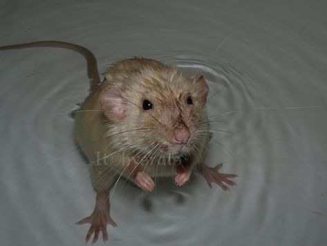 bathtime by Itchys-rats on DeviantArt Wet Animals, Wet Rat, Adorable Rats, Cartoon Rat, Rat Look, Cute Rats, Silly Images, Speed Paint, Birthday Food