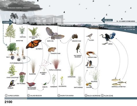 RAFT - The NYRP FloodLAB Species Mapping Analysis Diagram, Landscape Diagram, House Garden Landscape, Easy Landscaping, Site Analysis, Landscape Architecture Design, Landscape Architects, Traditional Landscape, Diagram Architecture