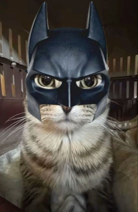 Halloween Cat Costume, Batman Cat, Cat Fun, Cat Humor, Halloween Cats, Cat Hacks, Silly Cats Pictures, Cat Fashion, Cat Pictures