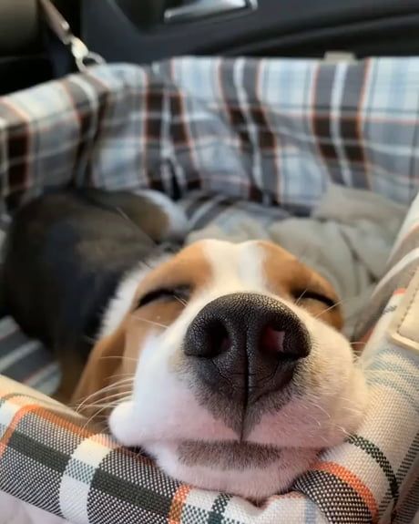 Baby Beagle, On Instagram, Instagram