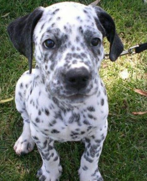 Cute Dog Mixes, Dalmatian Mix, Mixed Dog Breeds, Designer Dogs Breeds, Dogs Stuff, Puppies Tips, Hybrid Dogs, Dalmatian Puppy, Dog Mixes