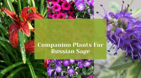 Explore the best companion plants for Russian Sage, a member of the Salvia genus, to enhance your garden's beauty and health. Learn which plants complement Russian Sage perfectly and discover two you should avoid planting alongside it. Uncover essential gardening tips to optimize your plant pairings and ensure a thriving landscape. Plant Pairings, Best Companion Plants, Russian Sage, Sage Plant, Native Plant Gardening, Short Plants, Companion Plants, Attracting Beneficial Insects, Aromatic Plant