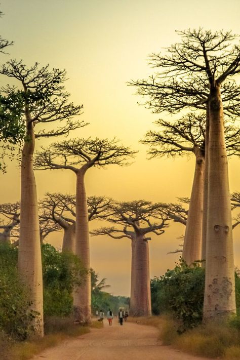 Avenue of the Baobabs, Morondava @ Madagascar Africa Trees, Weird Trees, Baobab Tree, Picture Tree, Image Nature, Winter Painting, Surrealism Photography, Unique Trees, Amazing Travel Destinations