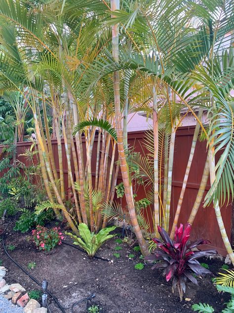 Golden Cane Palm. Sometimes called Areca Palm, although it's not actually an Areca. Dypsis lutescens. San Diego CA Zone 10a Golden Cane Palm Garden, Golden Cane Palm, Dypsis Lutescens, Palm Garden, Areca Palm, Tastemade Recipes, Waiting Area, Garden Stuff, Pretty Plants