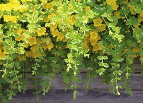 Creeping Jenny Evergreen Ground Cover Plants, Window Box Plants, Creeping Jenny, Plants For Hanging Baskets, Easy Care Plants, Trailing Plants, Evergreen Plants, Ground Cover Plants, Garden Yard Ideas