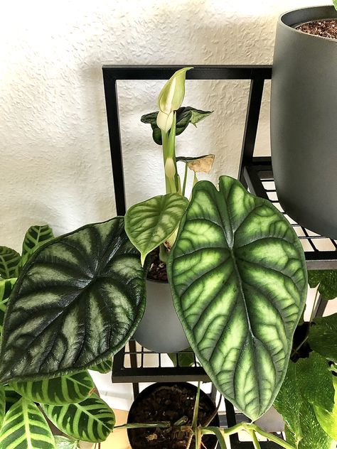 Blüte Alocasia Dragon Scale Dragon Scale Plant, Dragon Scale Alocasia, Alocasia Varieties, Alocasia Dragon Scale, Alocasia Plant, Plant Goals, Plant Care Houseplant, Plants Are Friends, Balcony Plants