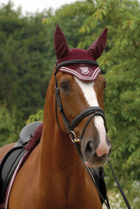 Chestnut Horse Tack Colors, Horse Riding Fashion, All Horse Breeds, Quilt Colors, Horse Inspiration, Horse Dressage, Horse Aesthetic, Most Beautiful Horses, Chestnut Horse