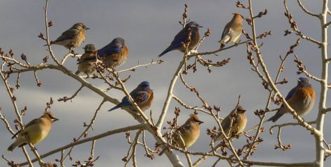 We loved the subtle colors of this mixed flock of Western Bluebirds and Cedar Waxwings brightening up a winter scene. Thanks to Kristin Wolter for sharing! Birds In Trees, Birds In A Tree, 2024 Wallpaper, Colourful Birds, Cedar Waxwing, Cozy Cabins, Tree Photo, Bare Tree, Winter Scene