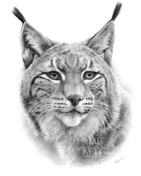 Bob Cat Drawing, Lynx Drawing Sketch, Bobcat Sketch, Bobcat Tattoos, Bobcat Drawing, Lynx Drawing, Snow Leopard Drawing, Big Cat Tattoo, Realistic Animal Drawings