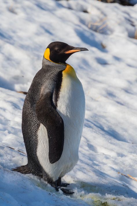 Adelie Penguin, Penguin Love, Emperor Penguin, Baby Penguins, Cute Penguins, Premium Photo, Scales, Penguins, Animals