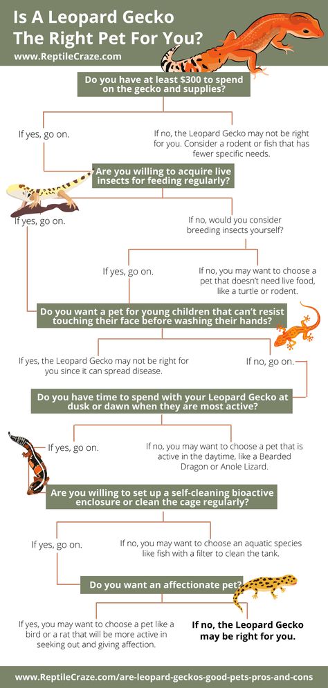 Are leopard geckos good pets or are they just nice pets for people who are highly interested in reptiles and willing to spend most of their time caring for a gecko? Read our article to learn the truth! #geckos #geckocare #leopardgeckos #leopardgeckocare #lizards #lizardcare #pets #animals #petcare #cutedragon #dragons Leopard Gecko Breeding Setup, Leopard Gecko Tips, Pet Reptiles, Leopard Gecko Facts, Leopard Gecko Diet, Leopard Gecko Weight Chart, Leopard Gecko Substrate, Leopard Gecko Tank, Leopard Gecko Habitat