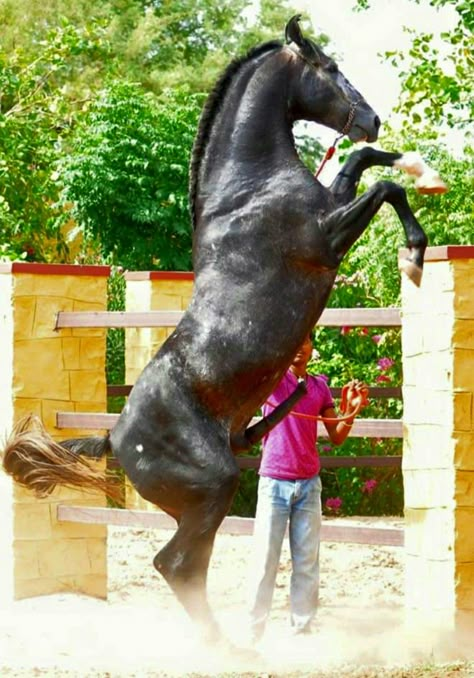 Male Horse, Horses And Dogs, Dance Workout Videos, Pencil Art Drawings, Horse Photos, Pretty Horses, Quarter Horse, Horse Pictures, Dance Workout