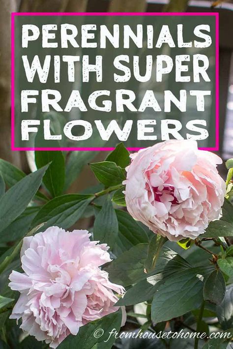 Fragrant Flowers: 10 Perennial Plants With The Most Beautiful Scent Fragrant Flowers Garden, Flowers Full Sun, Best Smelling Flowers, Full Sun Flowers, Perennials Flowers, Scented Flowers, Smelling Flowers, Full Sun Perennials, Full Sun Plants