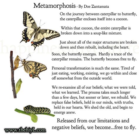 #inspiration #motivation #inspirational #motivational #quote #quotes #quotestoliveby #quotesaboutlife #uplift #positive #positivequotes #healing #helping #butterfly #butterflies #life #loveyourself #love Metamorphosis Quotes, Metamorphosis Tattoo, Doe Zantamata, Animal Journal, Butterfly Symbolism, Metamorphosis Art, Butterfly Transformation, Butterfly Metamorphosis, Spiritual Blessings