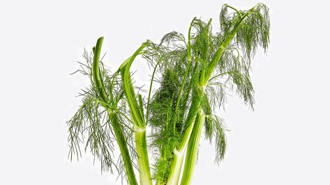 You can use fennel fronds like any tender herb. And if you already bought the fennel, they're free! Fennel Tops Recipes, How To Cook Fennel, Fennel Fronds Uses, Fennel Leaves Uses, How To Use Fennel Fronds, How To Harvest Fennel, Cooking Fennel, Fennel Fronds, Gluten Free Gifts