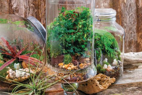 How to Make Your Own Terrarium Make Your Own Terrarium, Myakka River State Park, Build A Terrarium, Open Terrariums, Terrarium Jar, Air Plant Terrarium, Magazine Images, Banana Tree, Small Figurines