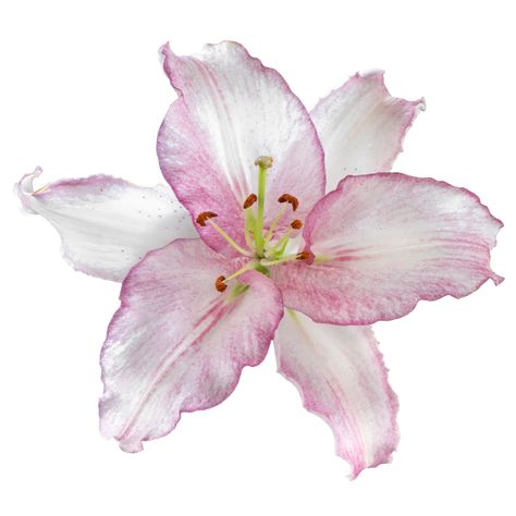 This is a UNIQUE new Oriental variety called Cameleon. True to its name, this lily will color change before your eyes. With large white to pink flowers that contain a gorgeous scent. Cameleon is slightly ruffled on the edges and will grow to 1.2m high. How to plant Oriental Lilies Oriental Lily Bulbs should be planted as soon as possible. Ideally in the Spring but can be planted up until the Autumn. Find a location with full sun or partial shade with well-drained soil. Oriental Lilies tend to gr Lily Bulbs, Caicos Islands, Turks And Caicos, Garden Seeds, Turks And Caicos Islands, Large White, Caribbean Netherlands, Your Eyes, Perennials