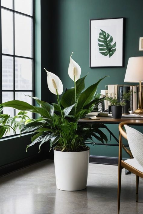 10 Best Indoor Plants For Low Light Offices Low Light Office Plants, Low Light Office, Jasmine Indoor, Office Desk Plants, Indoor Plants For Low Light, Plants For Office, Plants For Low Light, Office Plants Desk, Lily Images