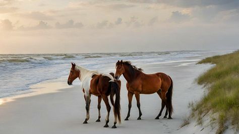 Two wild horses stand on the Cumberland Island Georgia between the waves and the sand dunes Cumberland Island Georgia, Cumberland Island, Travel Report, Southern Travel, Two Wild, St Simons Island, Island Map, Island 2, New Smyrna Beach