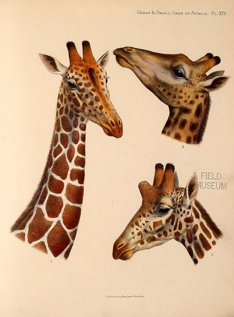 n570_w1150 | Great and small game of Africa London :Rowland Ward, Limited,1899. biodiversitylibrary.org/page/37141336 Giraffe Drawing, Giraffe Illustration, Giraffe Art, Scientific Illustration, Wild Animal, Nature Illustration, Giraffes, Wild Animals, Animal Illustration