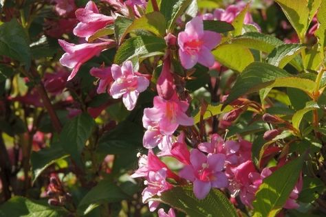 Wine And Roses Weigela, Weigela Wine And Roses, Butterflies And Hummingbirds, Rose Plant Care, Diy Backyard Landscaping, Planting Roses, Flowering Shrubs, Garden Tips, Landscaping Plants