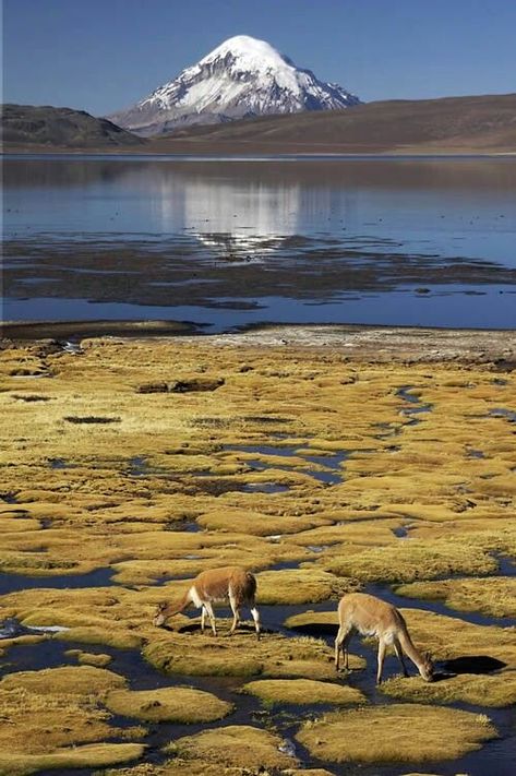 Lago chungara norte de Arica Chile Chile Travel Destinations, Visit Chile, Disney Gifs, Torres Del Paine National Park, Desert Dunes, Chile Travel, Travel Globe, Nice Pictures, Environment Concept Art