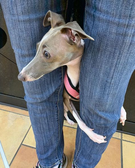 Italian Gray Hound Puppy, Italian Greyhound Tattoo, Greyhound Aesthetic, Mini Italian Greyhound, Italian Grey Hound, Mini Greyhound, Miniature Italian Greyhound, Blue Italian Greyhound, Miniature Greyhound