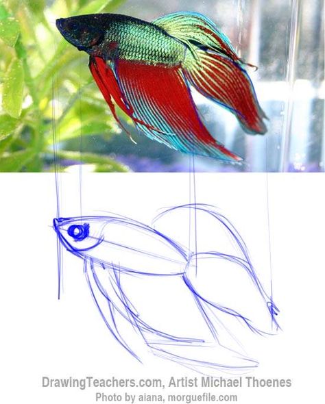 Beta Fish Drawing Simple, Beta Fish Drawing, Betta Fish Tattoo, Fish Types, Fish Sketch, Fish Rocks, Betta Fish Types, Flash Ideas, Coloring Drawing