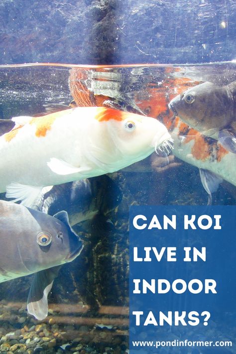 Guide to whether koi can live in indoor tanks or not, plus information on how many koi can be kept in a tank and what other species can be kept with them. Koi Fish Tank, Koi Fish Aquarium, Koi Fish Care, Fish Tank Ideas, Fish Aesthetic, Indoor Pond, Goldfish Aquarium, Butterfly Koi, Fish Tank Themes