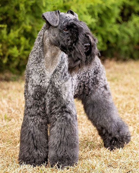 Kerry Blue Terrier Grooming, Cesky Terrier, Dog Types, Poodle Cuts, Black Russian Terrier, Kerry Blue Terrier, Dog Stocking, Terrier Breeds, Grooming Salon