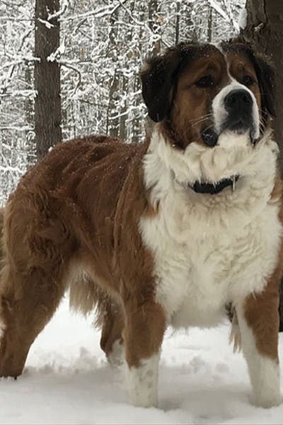 Saint Bernese #saintbernard #bernesemountaindog #saintbernese Saint Bernard Fursona, Saint Bernard Art, St Bernese Mountain Dog, Saint Bernese, St Bernese, Saint Bernard Mix, Wallpaper Dog Aesthetic, Lovers Tattoo, Saint Bernard (dog)