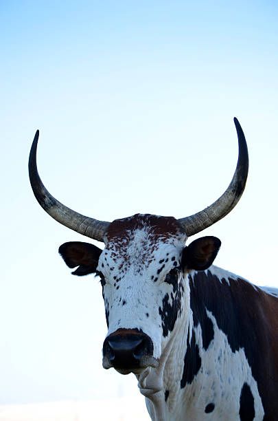 334 Nguni Cattle Stock Photos, Pictures & Royalty-Free Images - iStock Cattle Pictures, Nguni Cows, Nguni Cattle, Tekken 3, Cowboy Photography, Cow Photography, Cow Tattoo, Cow Wallpaper, Cow Photos