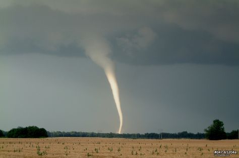 rope tornado | White rope tornado illuminated by sunlight at Mulvane, Kansas: Rope Tornado, Scary Tornado, Big Tornado, Green Sky Tornado, Weather Photography, Tornado Formation, Texas Tornado, Stormy Skies, Wild Weather