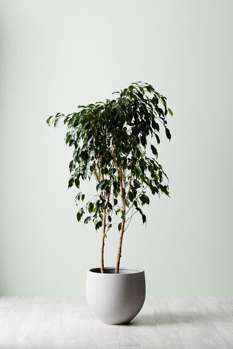 4 perfect indoor plants for minimalist homes | Homes To Love Easy Office Plants, Japandi Indoor Plants, Scandi Plants, Japandi Plants, Scandinavian Plants, Office Greenery, Modern Indoor Plants, Plant Organization, Interior Plants Decoration