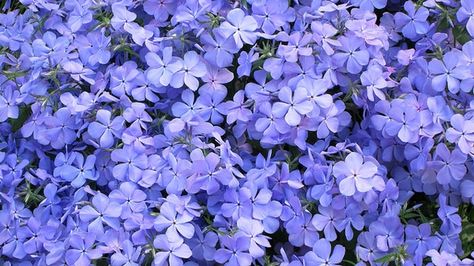 Phlox divaricata (Blue Phlox, Eastern Blue Phlox, Louisiana Phlox, Struggling Phlox, Wild Sweet William, Woodland phlox, Wood Phlox) | North Carolina Extension Gardener Plant Toolbox Phlox Divaricata, Native Landscaping, Eastern Redbud, Creeping Phlox, Alpine Plants, Sweet William, Plant Spacing, Blue Garden, Herbaceous Perennials