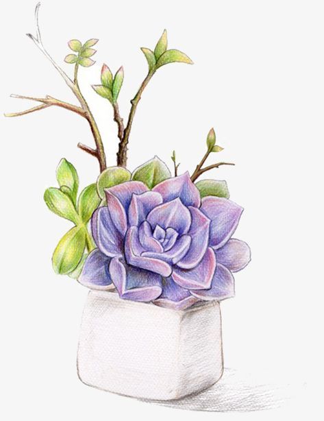 Succulent Drawing, Succulents Drawing, Succulent Painting, Drawing Realistic, Realistic Drawing, Watercolor Succulents, Succulent Art, Cactus Painting, Cactus Art