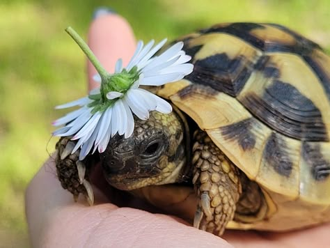 Tortoise Aesthetic, Turtle Reference, Turtle Pfp, Turtle Aesthetic, Tortoise Pictures, Turtle Cage, Silly Turtle, Sea Turtle Wallpaper, Pet Tortoise