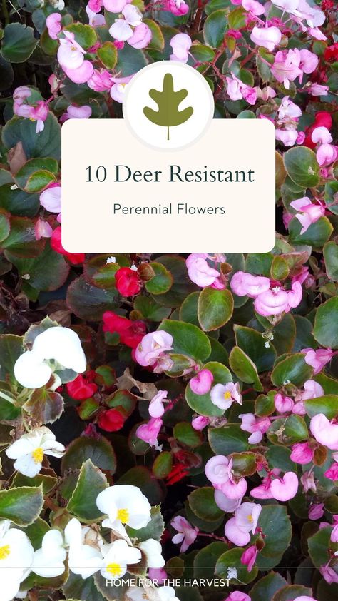 The avid gardener loves to have beautiful plants to adorn the yarn and garden year-round. Unfortunately, deer love beautiful plants. They enjoy eating them I should say. It’s near impossible to plant a garden that deer won’t be attracted to but there are some perennial plants that are deer-resistant. Take a look at these 10 deer-resistant perennial flowers that you can easily add to your lovely garden. They are some of the best plants to choose from in the herbaceous perennial family. Flowers Deer Wont Eat, Plants Deer Wont Eat, How To Stop Deer From Eating Plants, Deer Resistant Vegetable Garden, Plants That Deer Will Not Eat, Plants Deer Will Not Eat, Flowers That Deer Will Not Eat, Pentas Flower, Deer Resistant Landscaping