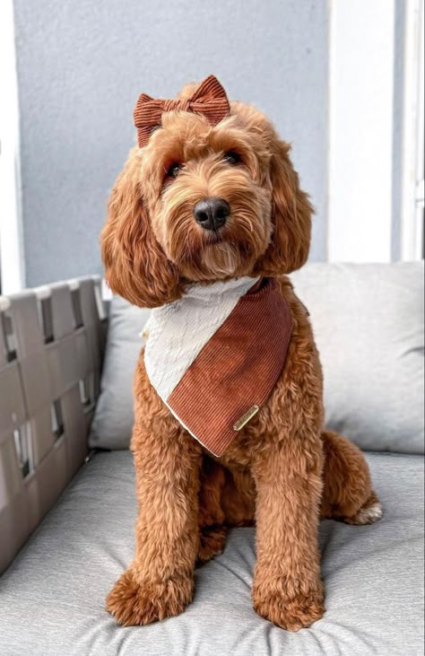 Goldendoodle Bandana, Aesthetic Dog Bandana, Boho Dog Bandana, Golden Doodle Accessories, Cute Dog Bandanas, Goldendoodle Accessories, Dog Business Ideas, Dog Bandana Diy, Bandana Ideas